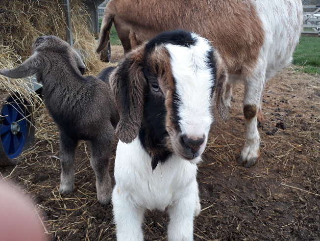 Baby goat at Depden Care Farm