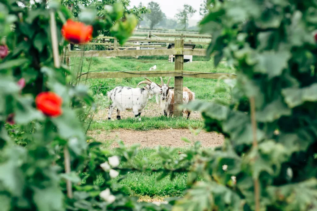 Pygmy goats in their enclosure