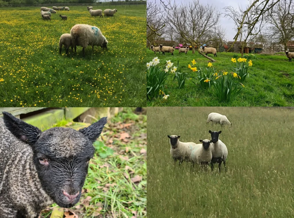 collage of sheep and lambs at the farm