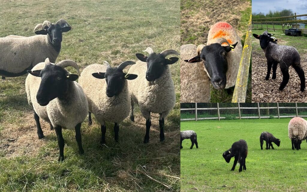 Norfolk Horn Sheep