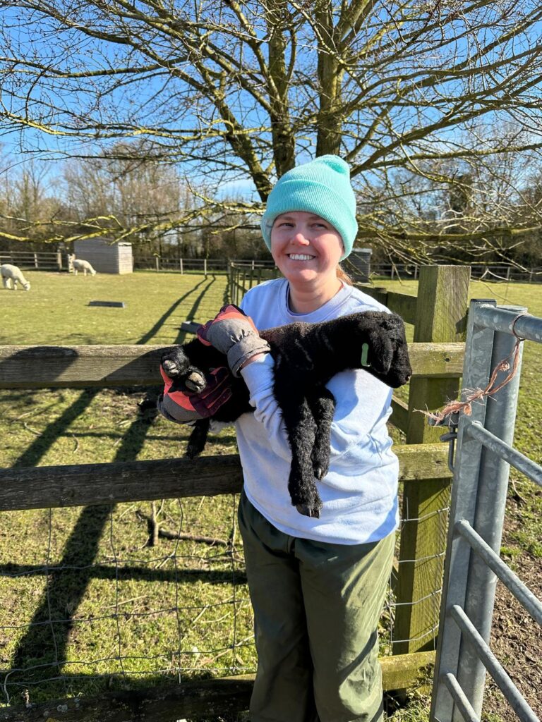 New born lamb getting a cuddle