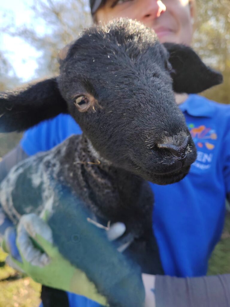 New lamb