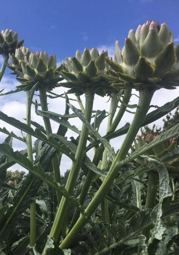 image of artichokes growing