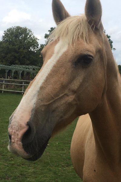 Close up image of horse, athena