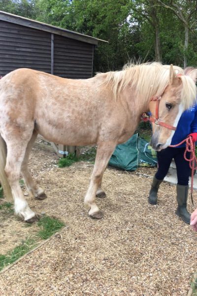 image of horse, athena, being held by a team member