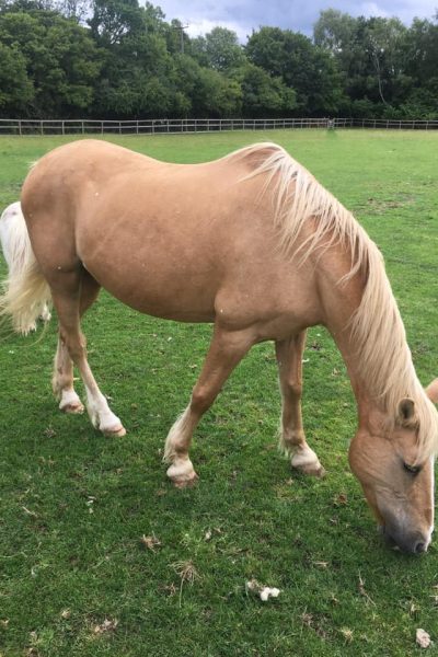 image of horse grazing in the field