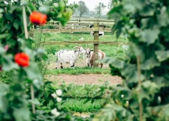 Pygmy goats in their enclosure