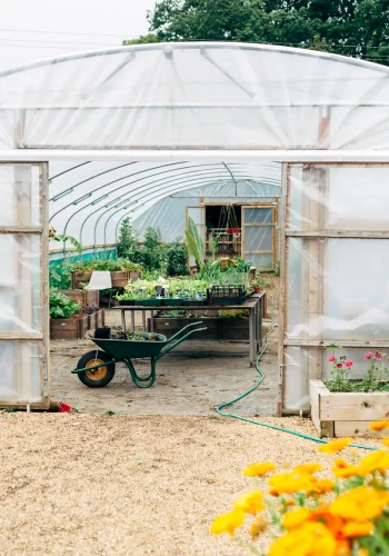 portrait image of wheelbarrow in polytunnel