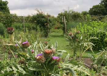 field full of flowers and plants