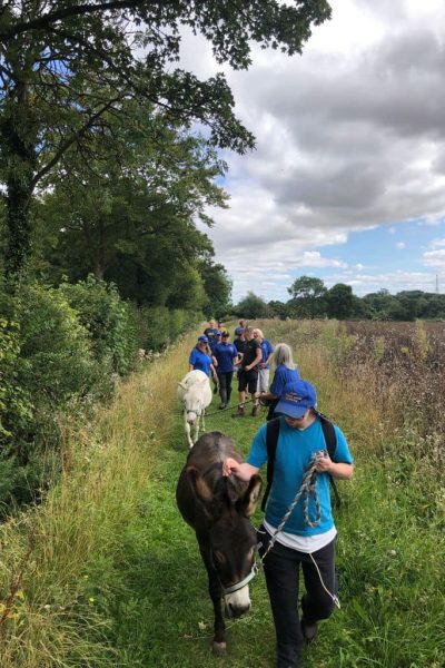 farm helpers walking the donkeys through a field