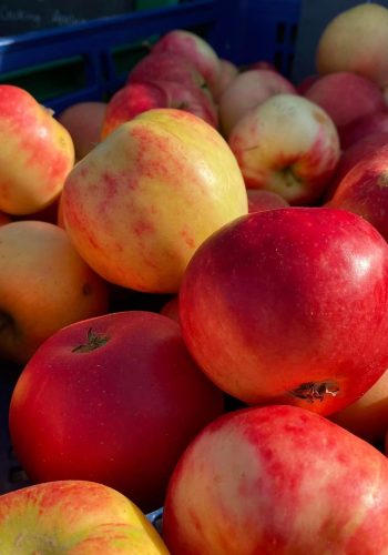 basket full of apples