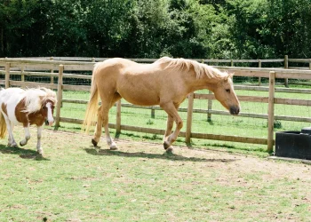 horse and pony walking in the field