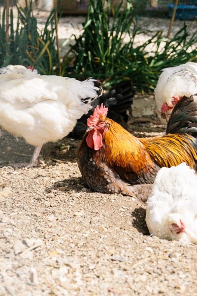 chicken-bath