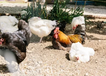 chickens laying down at the farm