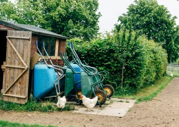wheelbarrow leaning against the shed and chickens walking around