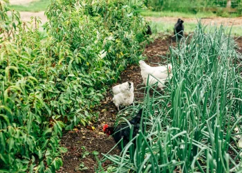 chicken walking around the farm