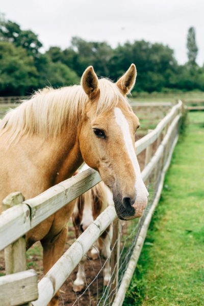 image of horse looking over the fence