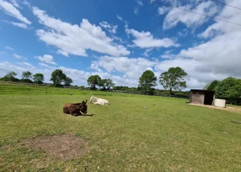 donkeys laying down in their paddock