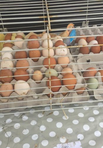 cartons full of eggs for sale