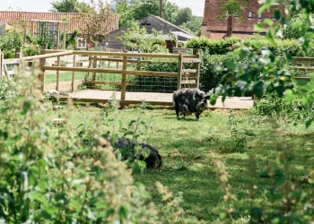pig in it's paddock at the farm