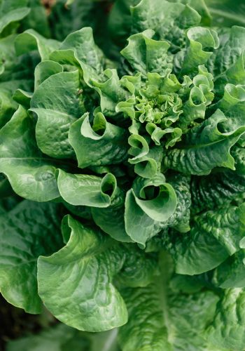close up image of lettuce
