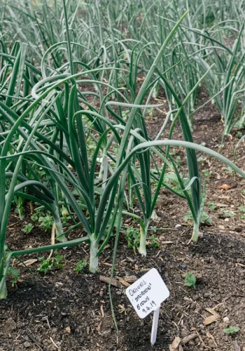 Onion growing in the ground