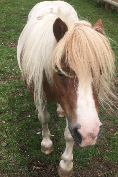 close up image of pony, phoebe