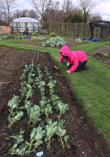 Farm helper planting broad beans in the vegetable garden