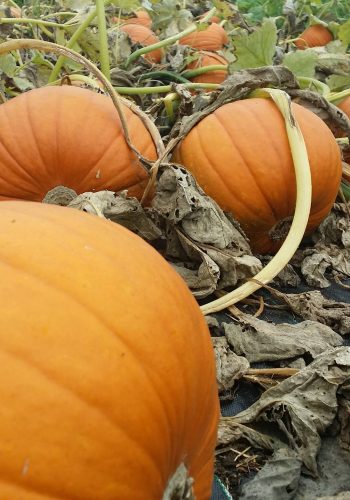 pumpkins growing in the field