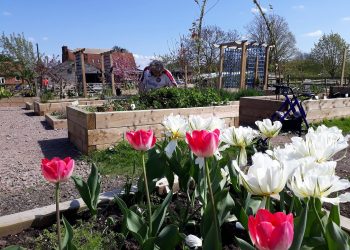 raised flower beds and pink and white flowers