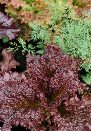 close up image of salad leaves