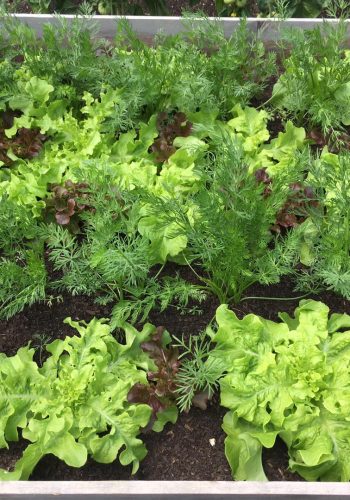 salad growing in raised bed