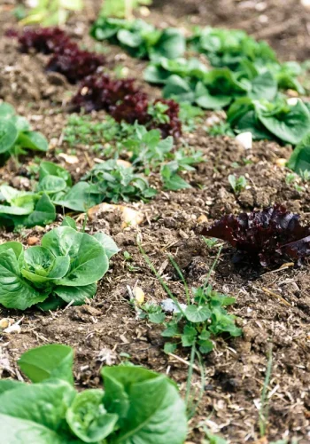 salad seedlings in ground