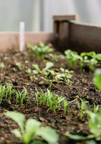seedlings in raised bed