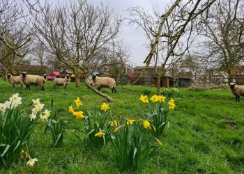 sheep, daffodils and trees in the field