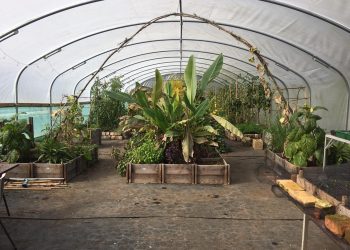 flowerbeds and plants in the greenhouse