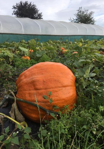 field of pumpkins