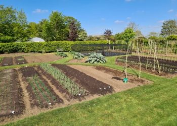 field full of growing plants