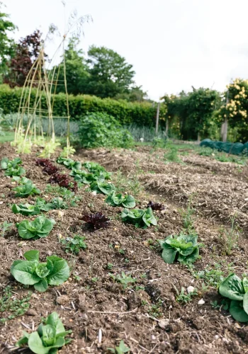 vegetables growing in the ground