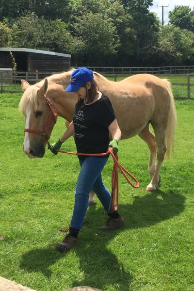farm helper walking horse